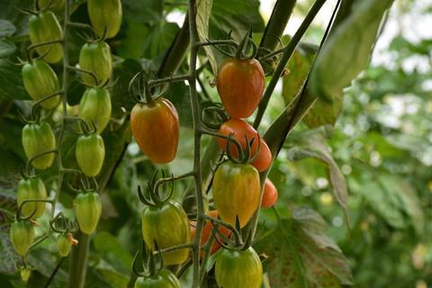 Cold temperatures have affected the colouration of tomato crops